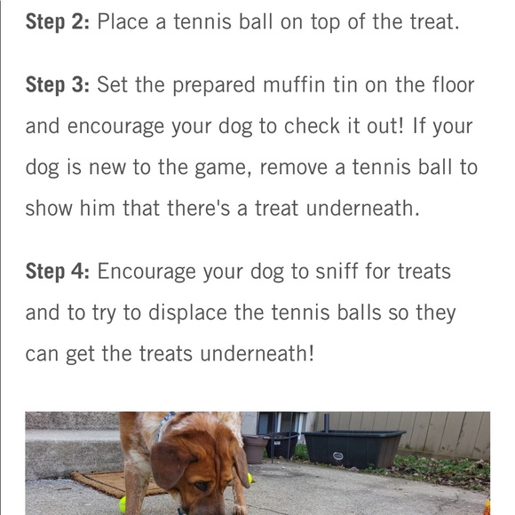 Dog 🐾 Enrichment - Picture 2 of 3